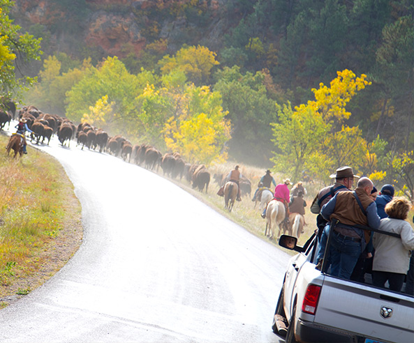 Buffalo Roundup | Mason Unscripted