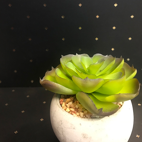 Succulent | Up Your Smartphone Photo Game