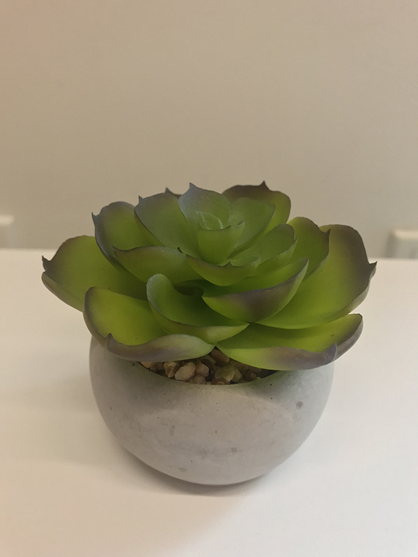Succulent | Up Your Smartphone Photo Game