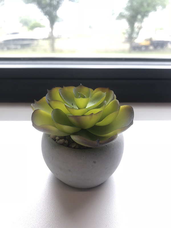 Succulent | Up Your Smartphone Photo Game