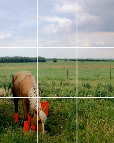 Horse Rule of Thirds | Up Your Smartphone Photo Game