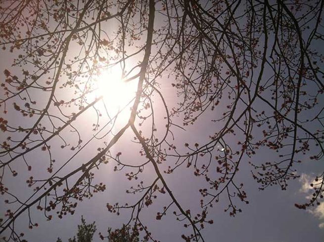 Tree Through Sunglasses | Up Your Smartphone Photo Game