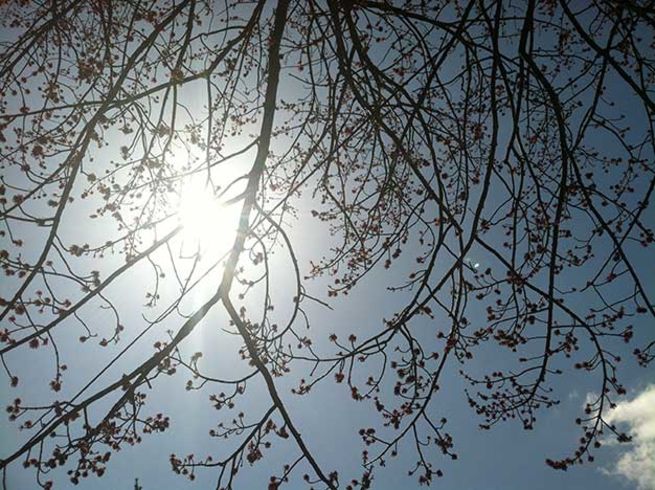 Tree Through Sunglasses | Up Your Smartphone Photo Game