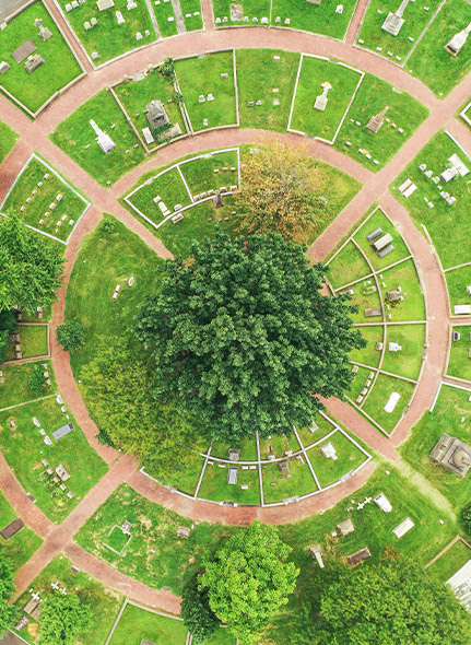 aerial shot of trees in a circle