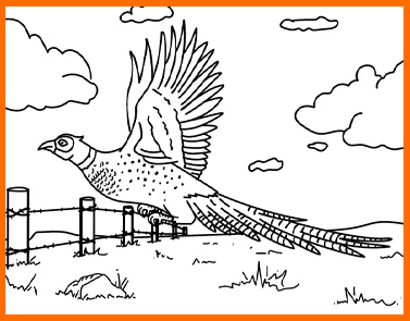 Pheasant | Lawrence & Schiller Coloring Pages