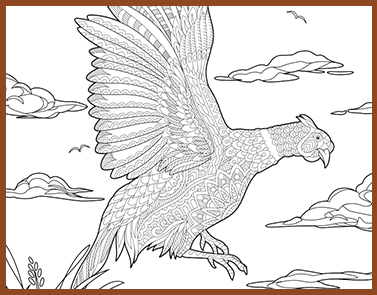 Pheasant | Lawrence & Schiller Coloring Pages