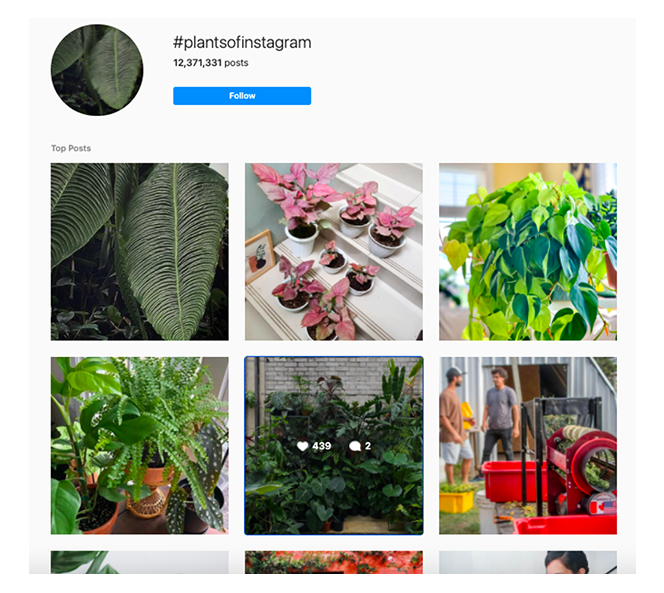 plants of instagram