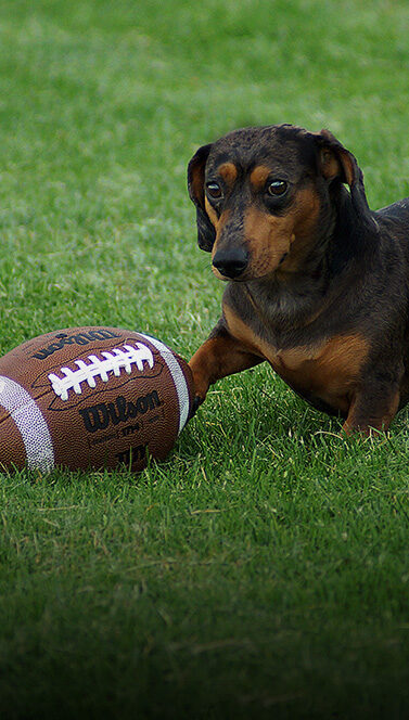 small dog with a football