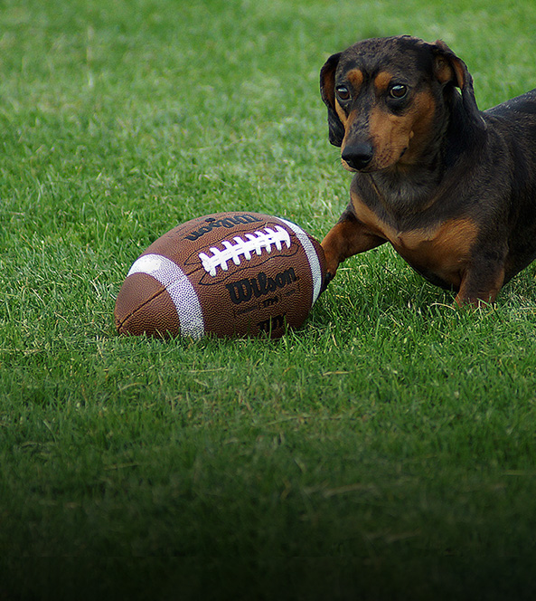 small dog with a football